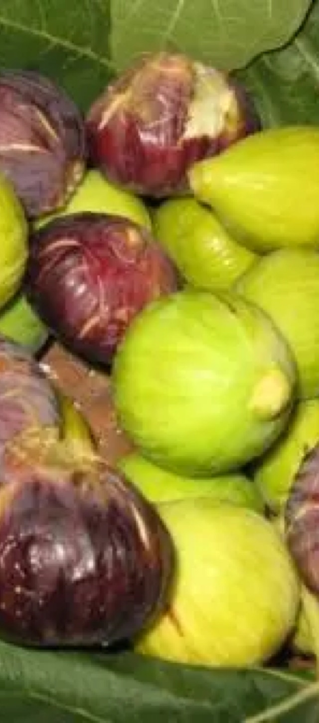 fuchi frutti del salento